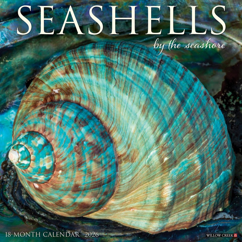 Seashell Calendar 2026 Etsy