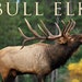 Bull Elk 2025 12 X 12 Wall Calendar Etsy Il 75x75.5958212794 T7kh