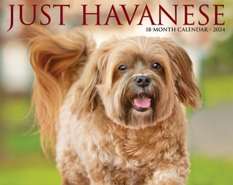 Just Havanese 2024 12" x 12" Wall Calendar