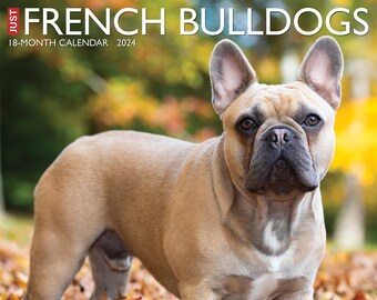 Just French Bulldogs 2024 12" x 12" Wall Calendar