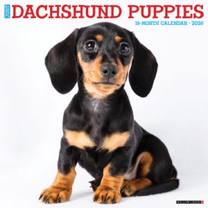 Dachshund Puppies 2026 12&quot; x 12&quot; Wall Calendar