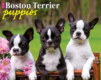 boston terrier teether