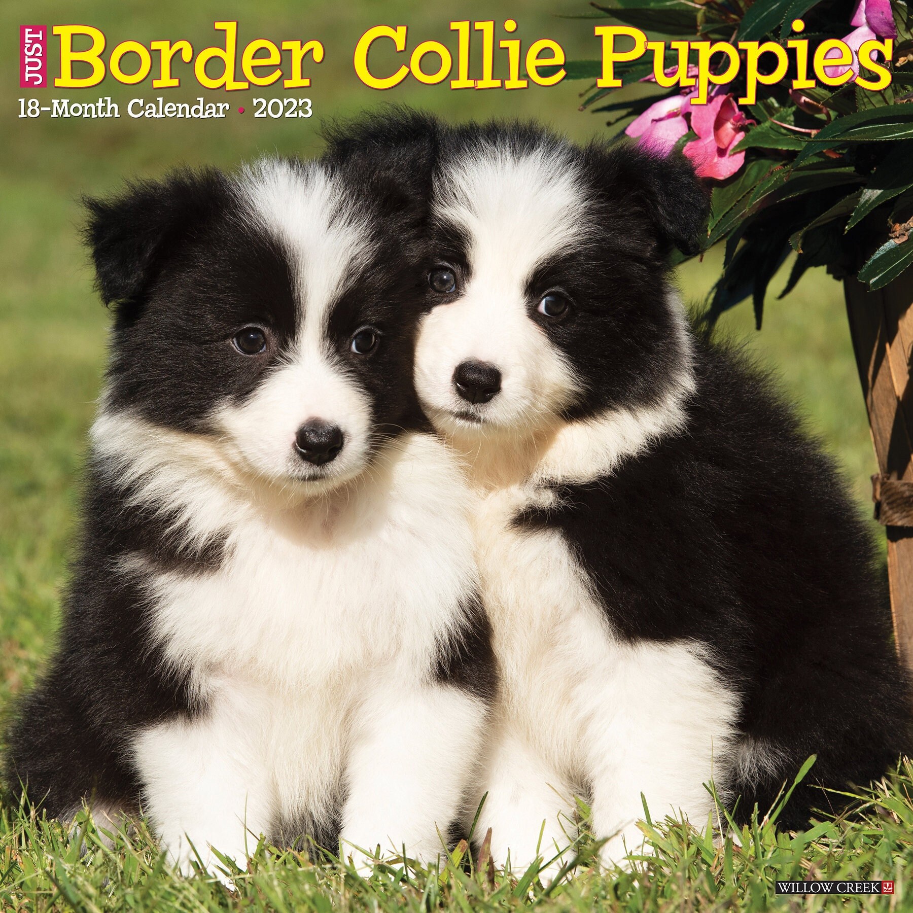How Do You Raise A Border Collie Puppy