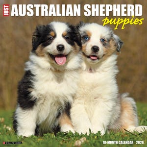 Australian Shepherd Puppies 2026 12&quot; x 12&quot; Wall Calendar