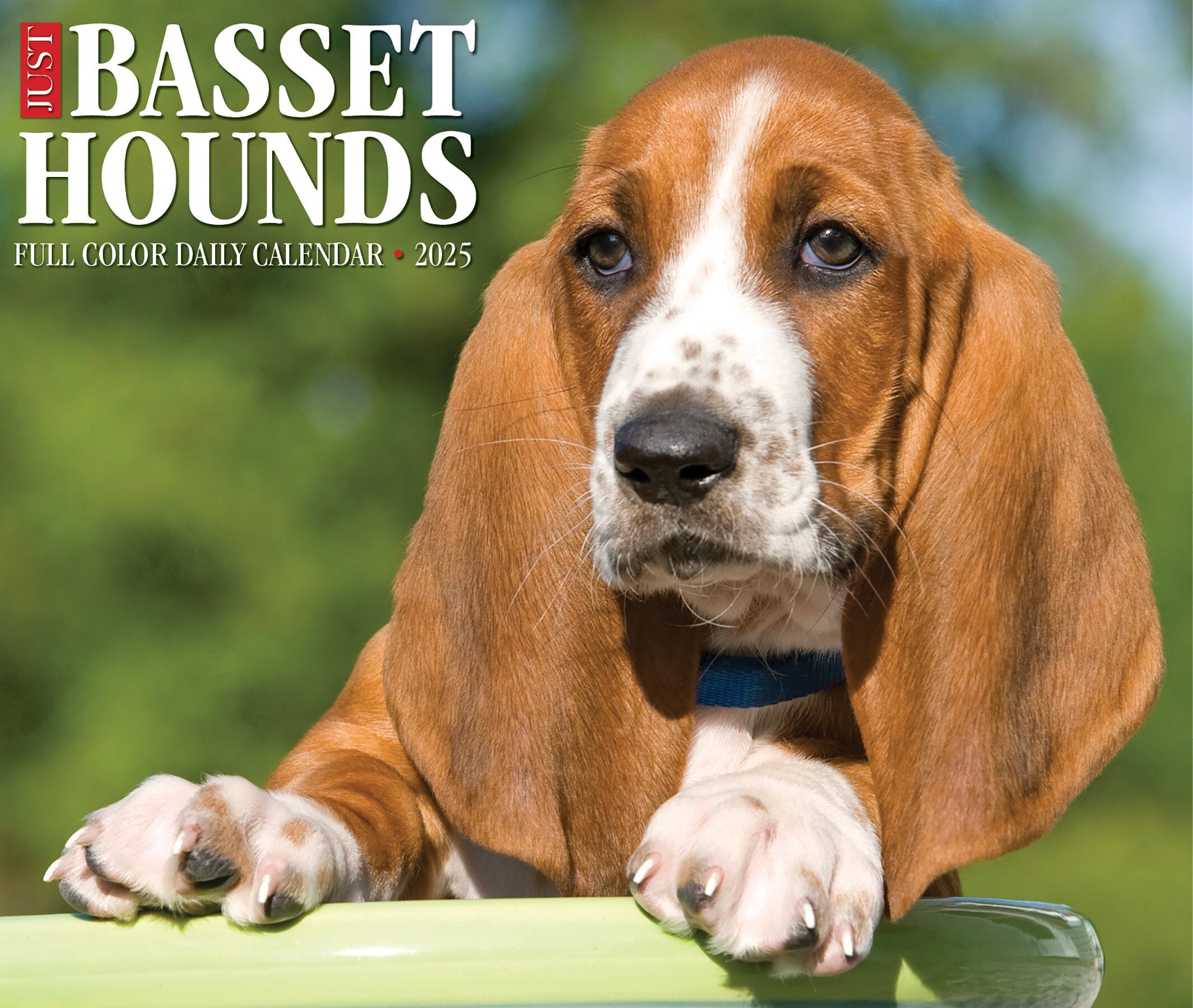 海外輸入 インボイス Basset 6.2 2025 Hounds Pets&AnimalCare
