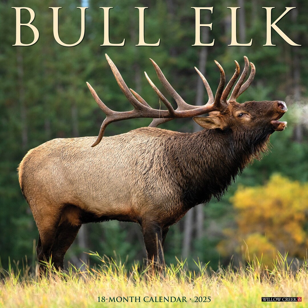 Majestic Bull Elk Images: A Seasonal Spectacle