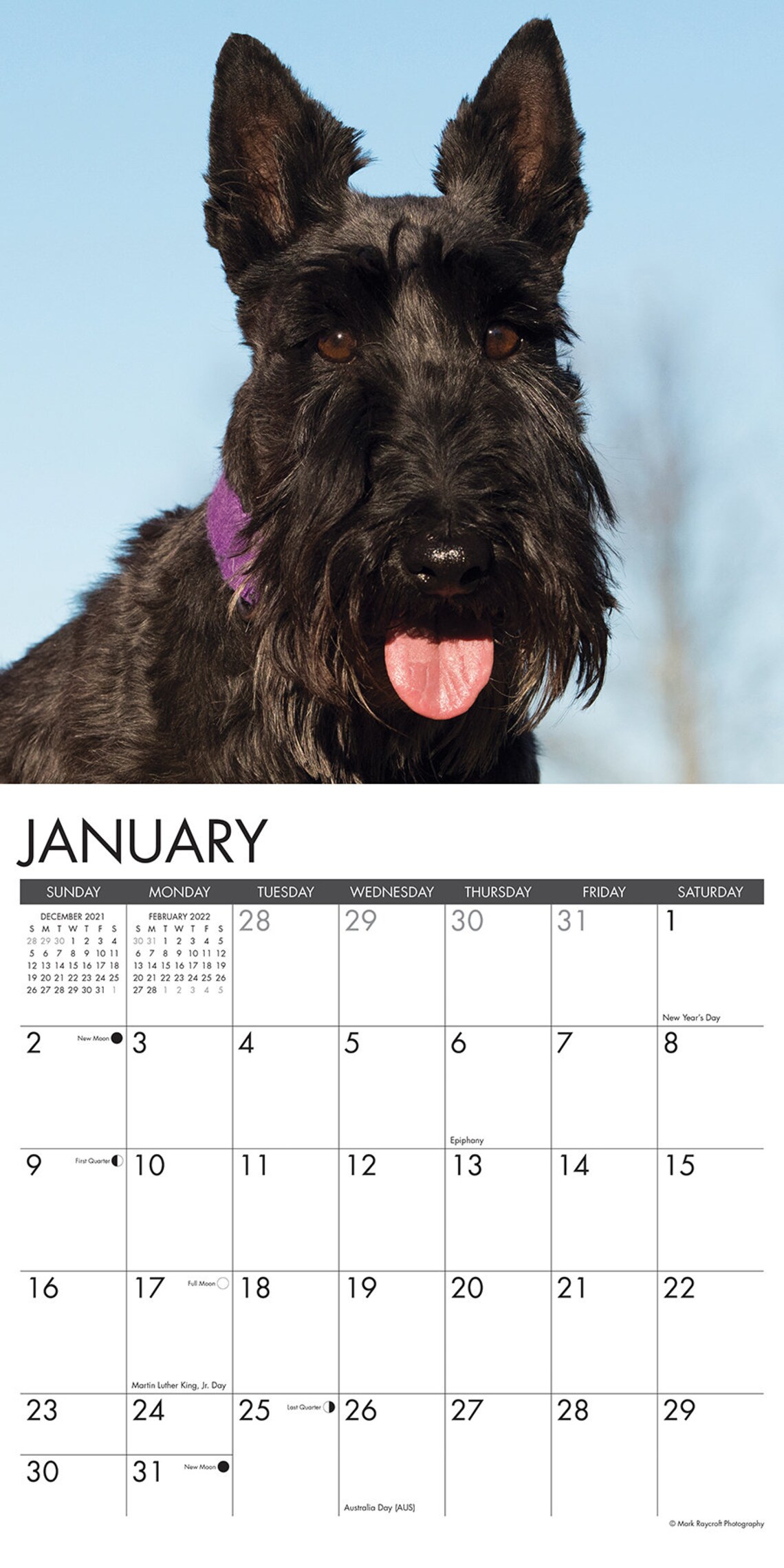 Just Scotties 2022 Wall Calendar Dog Breed Etsy