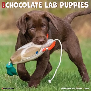 Chocolate Lab Puppies 2026 12&quot; x 12&quot; Wall Calendar