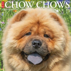 Chow Chows 2026 12&quot; x 12&quot; Wall Calendar