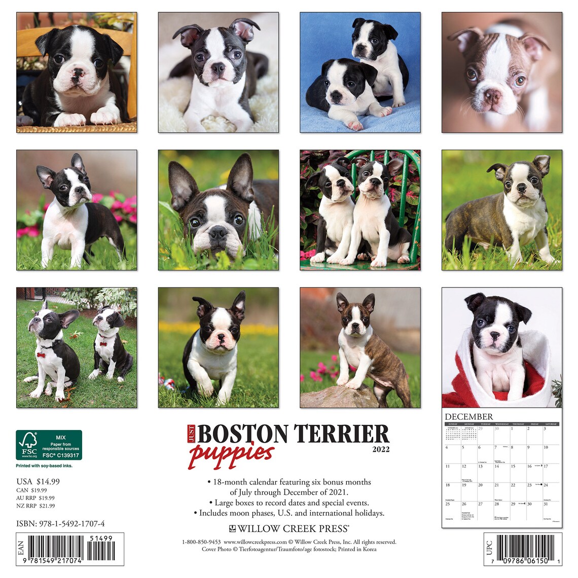 Just Boston Terrier Puppies 2022 Wall Calendar Dog Breed Etsy