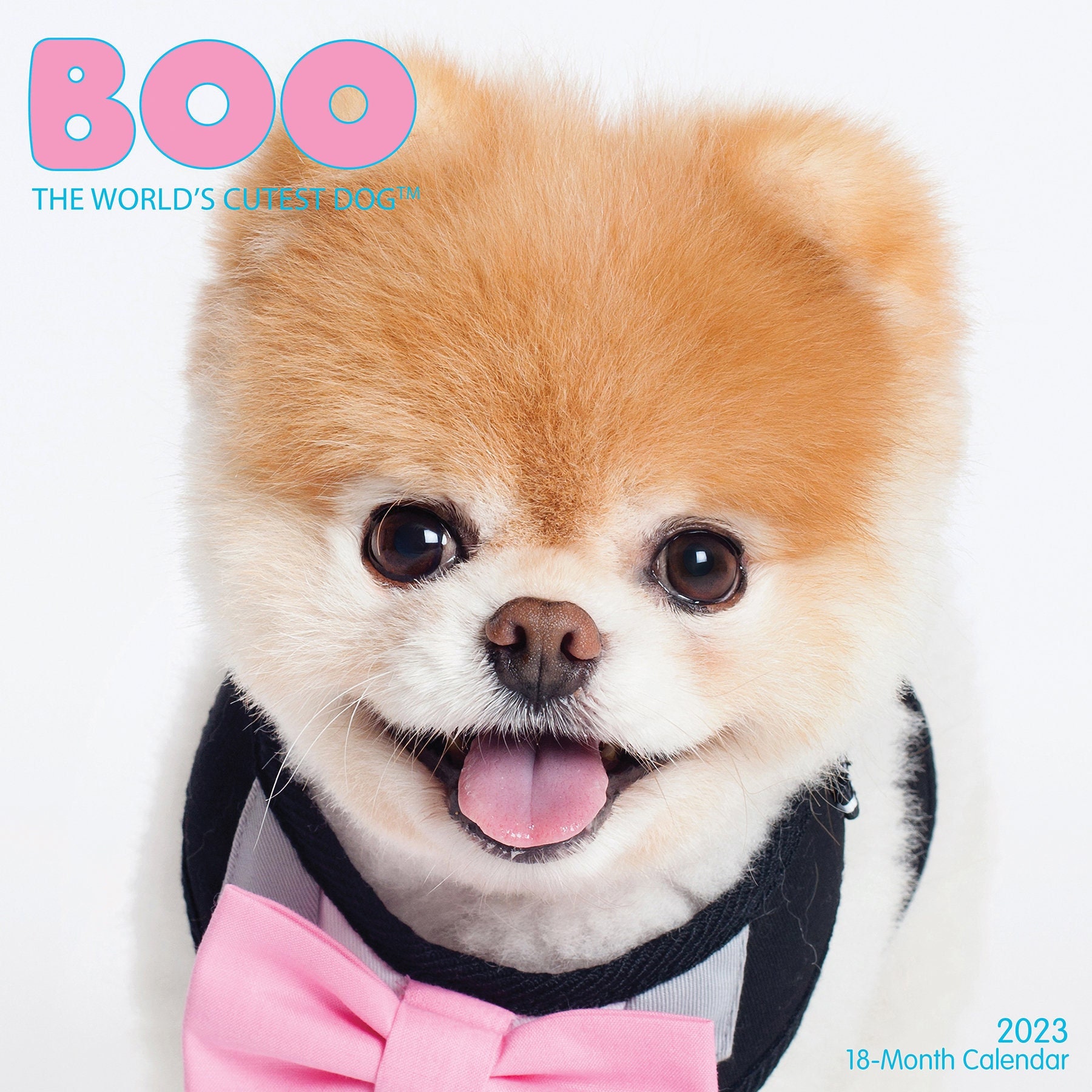 What Kind Dog Is Boo