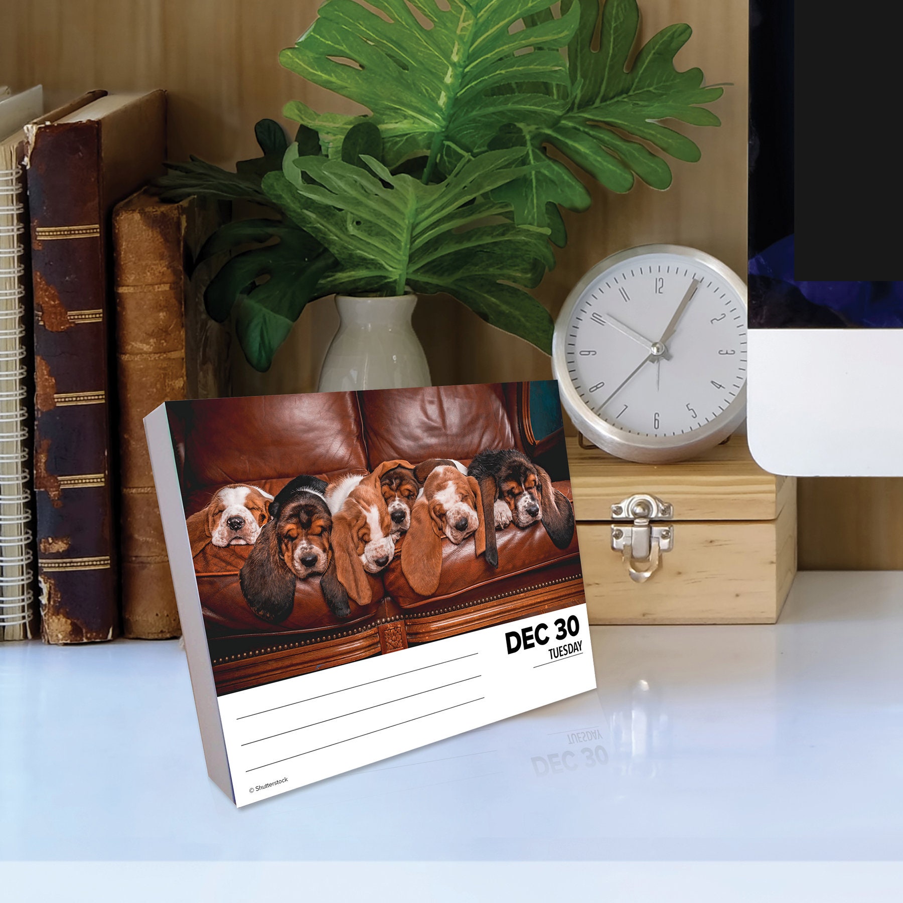 Amazon.com: Basset Hounds Calendar 2024 - 2025: A 24-Month