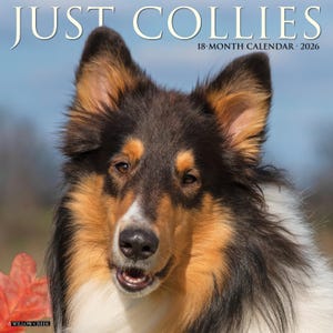 Collies 2026 12&quot; x 12&quot; Wall Calendar