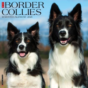 Border Collies 2026 12&quot; x 12&quot; Wall Calendar