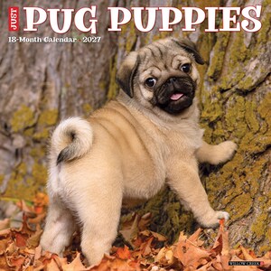 May include: A 2027 18-month calendar titled JUST PUG PUPPIES featuring a fawn-colored pug puppy with a black muzzle and curled tail standing on fallen autumn leaves against a textured tree trunk background with the Willow Creek logo.
