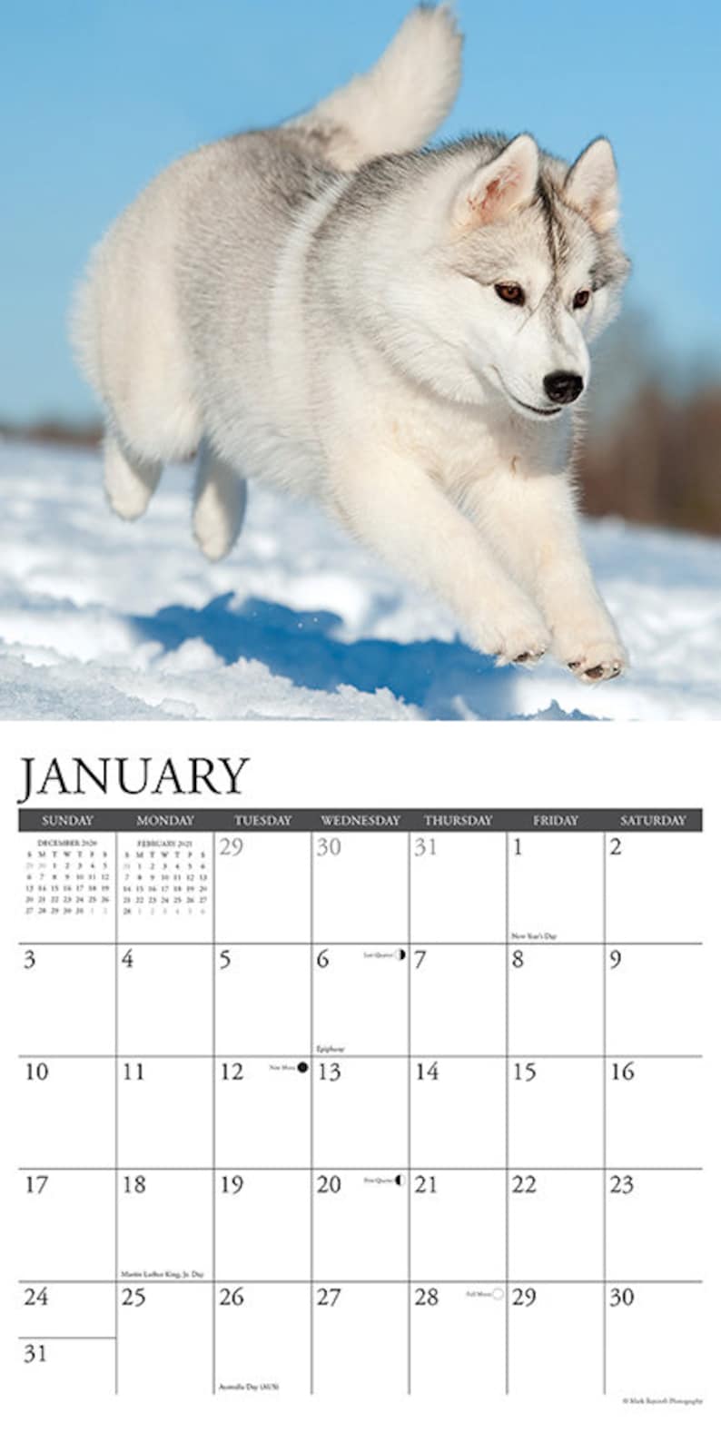 Just Siberian Huskies 2021 Wall Calendar Etsy