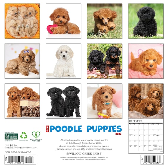 福袋 セール Poodle Puppies 2025 12 Pets&AnimalCare