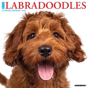Labradoodles 2026 12&quot; x 12&quot; Wall Calendar