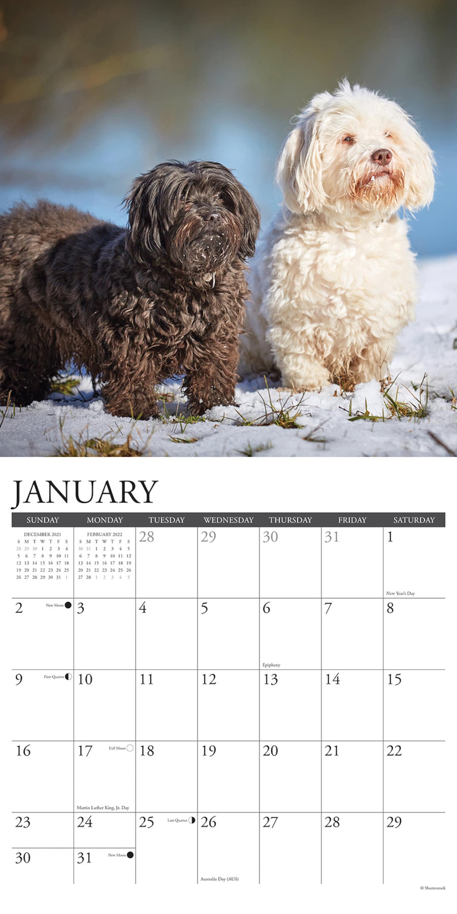 Just Havanese 2022 Wall Calendar Dog Breed Etsy