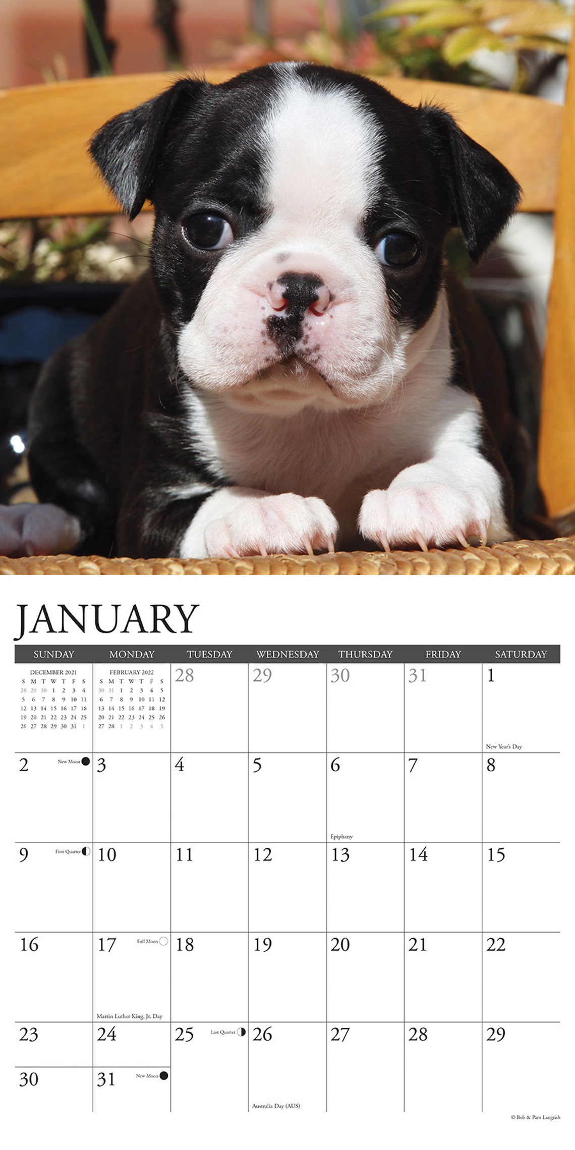 Just Boston Terrier Puppies 2022 Wall Calendar Dog Breed Etsy