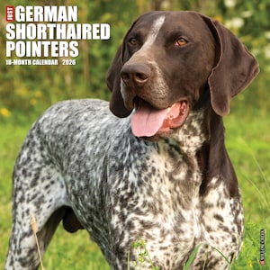 May include: A 2026 18-month calendar featuring a German Shorthaired Pointer. The dog has a brown head with a white stripe and a speckled gray and white body. The dog is in a grassy field with its tongue out.