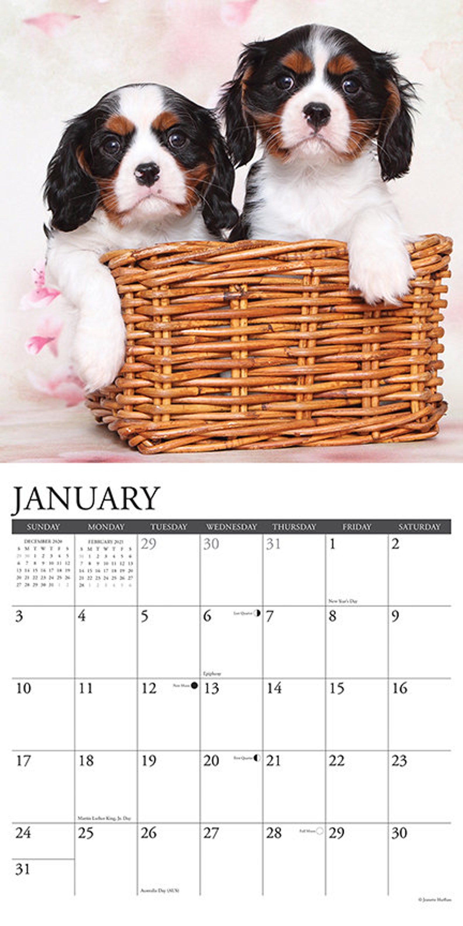 Just Cavalier King Charles Spaniel Puppies 2021 Wall Calendar | Etsy