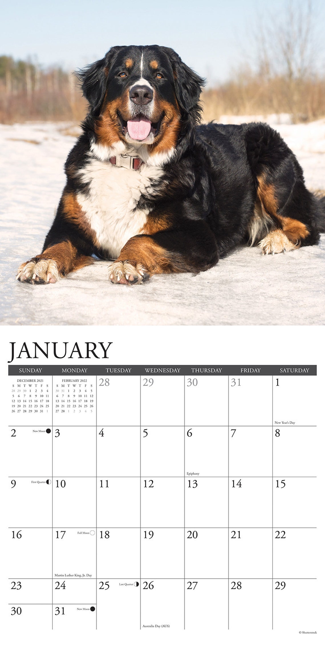 just-bernese-mountain-dog-2022-wall-calendar-dog-breed-etsy