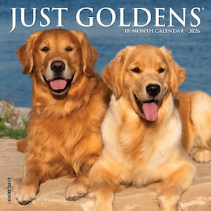 Just Goldens 2026 7&quot; x 7&quot; Mini Wall Calendar