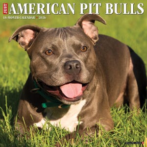 American Pit Bull Terriers 2026 12&quot; x 12&quot; Wall Calendar