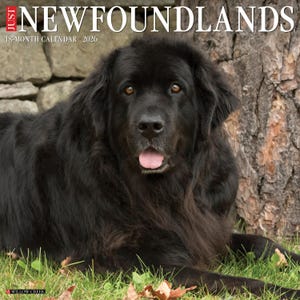 Newfoundlands 2026 12&quot; x 12&quot; Wall Calendar