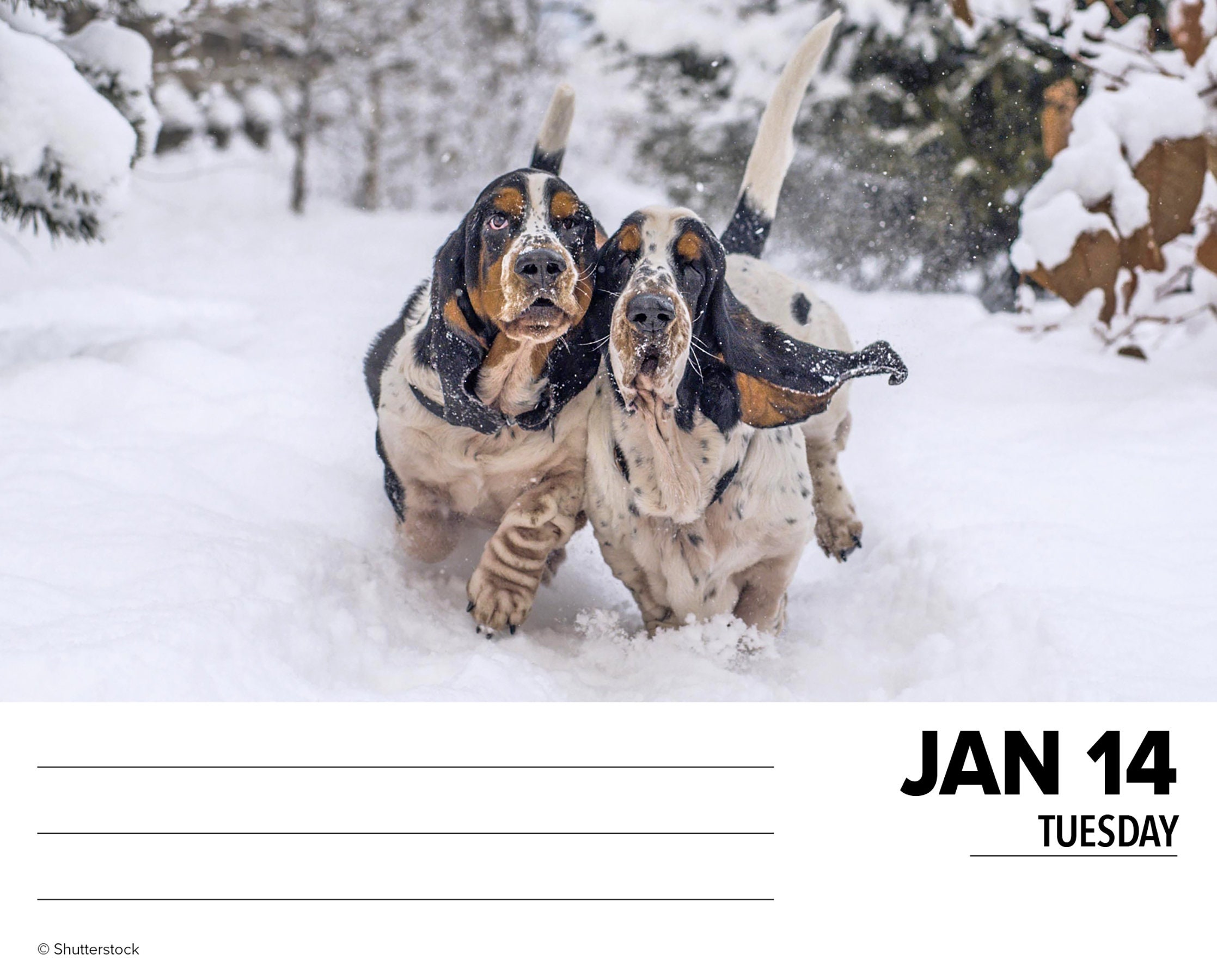 Basset Hounds 2025 6.2