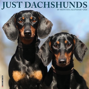 Dachshunds 2026 12&quot; x 12&quot; Wall Calendar