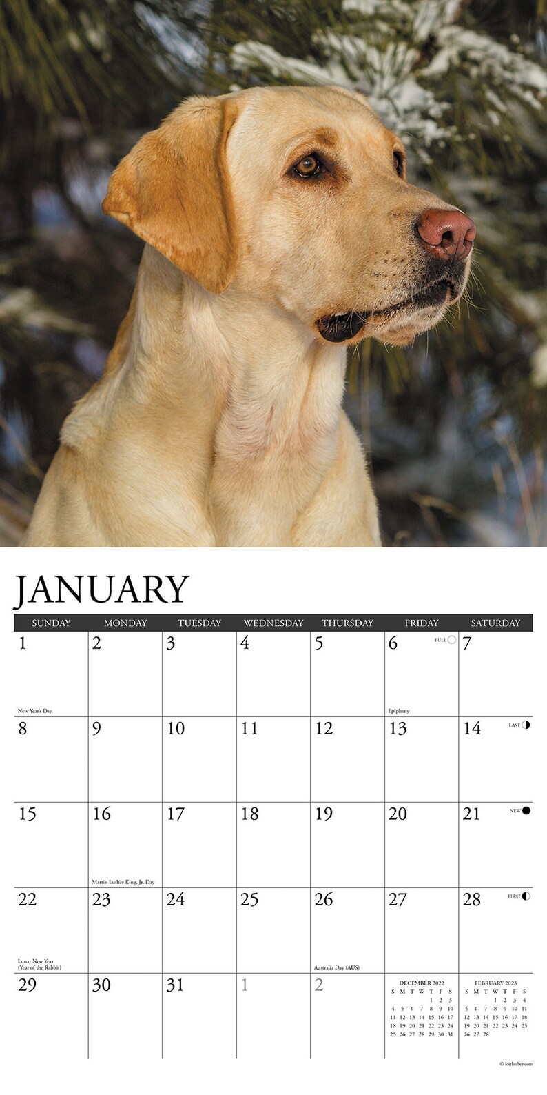 Just Yellow Labs 2023 12 X 12 Wall Calendar Etsy