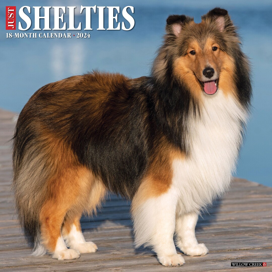 Just Shelties 2024 12 X 12 Wall Calendar Etsy