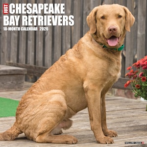 Chesapeake Bay Retrievers 2026 12&quot; x 12&quot; Wall Calendar