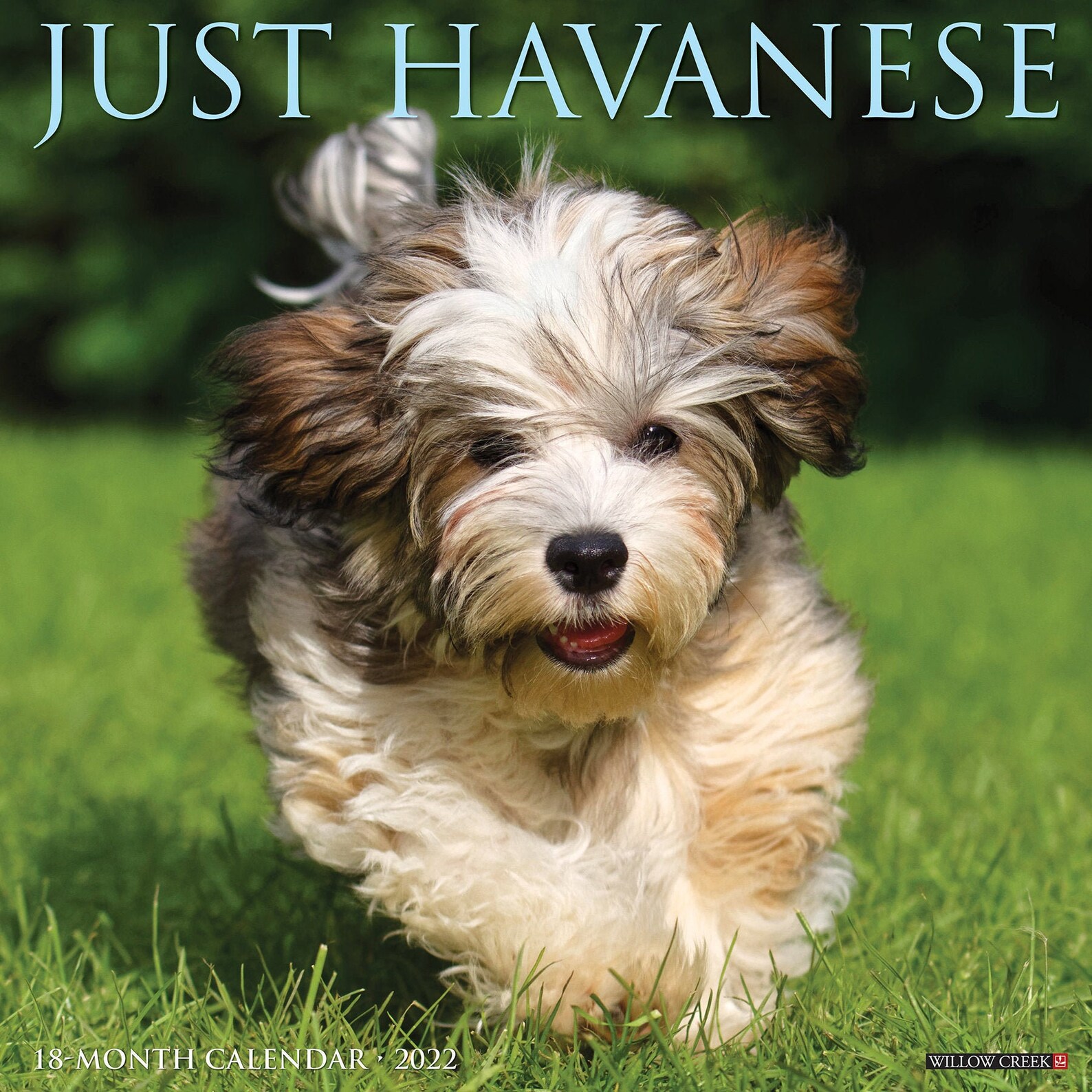 Just Havanese 2022 Wall Calendar Dog Breed | Etsy