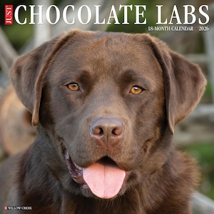 Chocolate Labs 2026 12&quot; x 12&quot; Wall Calendar