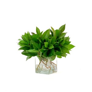 May include: A clear glass vase filled with green leaves. The vase is square and has a wide opening.