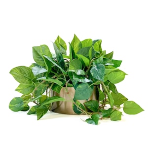 Pothos in Bronze Bowl, Faux Greens, Artificial House Plants, Modern Farmhouse Decor, Interior Design, Floral Design, Artificial Flowers