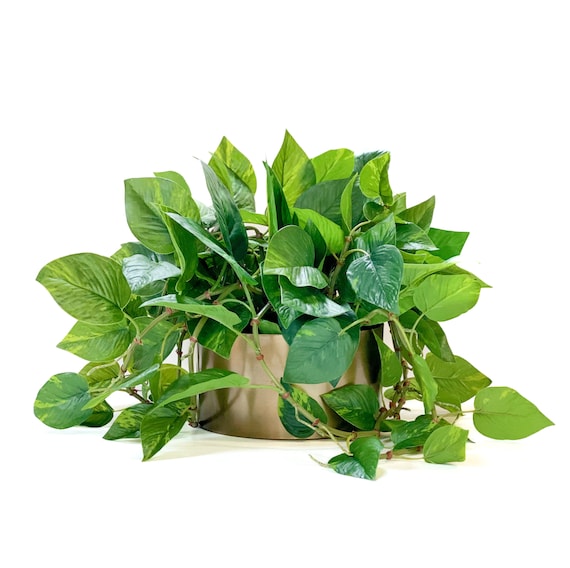 giant golden pothos Giant Hawaiian Pothos