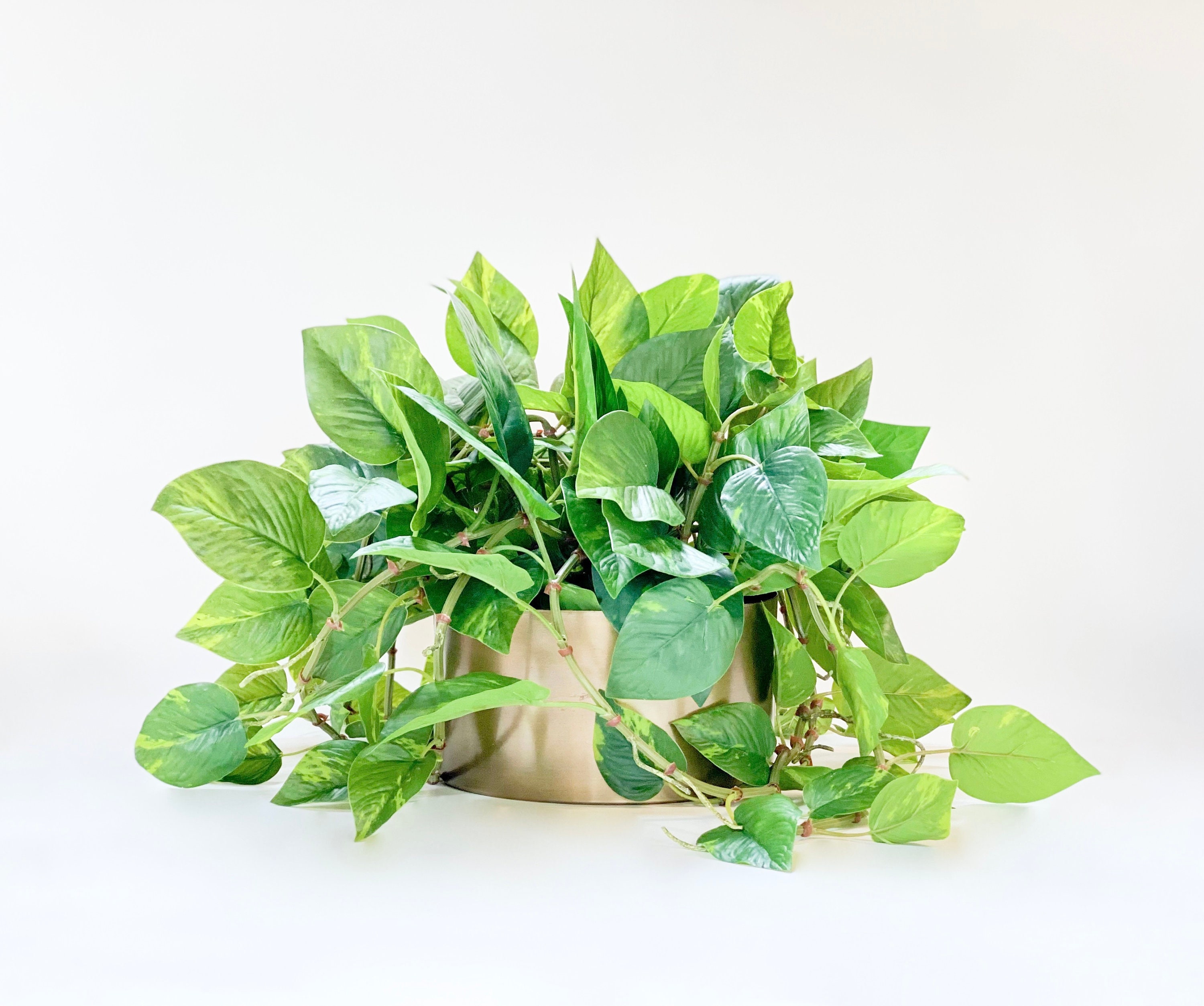 Pothos in Bronze Bowl, Faux Greens, Artificial House Plants, Modern
