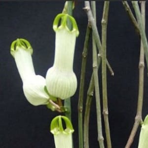 Ceropegia Ampliata Bushmans Pipe, Condom Plant, Horny Wonder Live Plant image 1