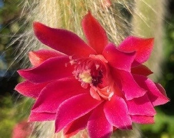 Monkey Tail Cactus Live Plant