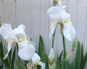 White Iris ( 5 Rhizomes)