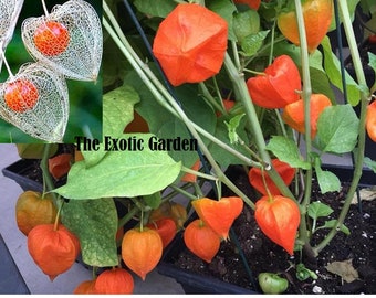 Chinese Lantern Live Plants