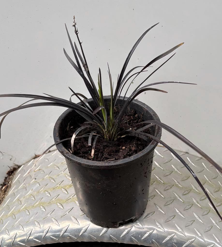 Jet Black Mondo Grass (ophiopogon Planiscapus Nigrescens): 10