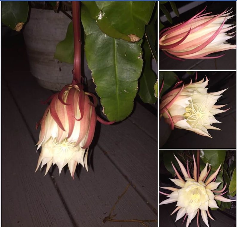 Epiphyllum Oxypetalum, Queen of The Night, Hoa Quỳnh Live Plant image 4