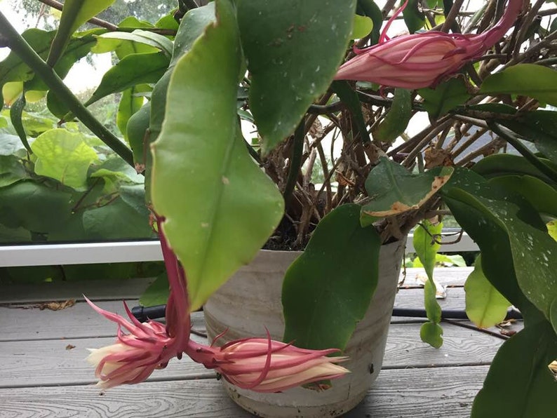 Epiphyllum Oxypetalum, Queen of The Night, Hoa Quỳnh Live Plant image 3