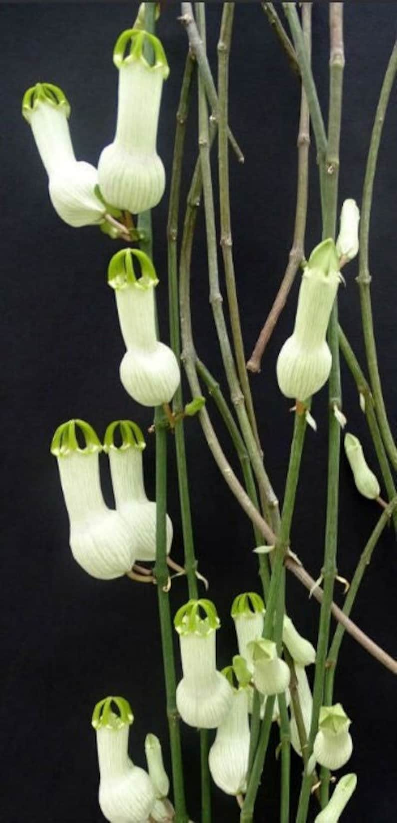 Ceropegia Ampliata Bushmans Pipe, Condom Plant, Horny Wonder Live Plant image 1