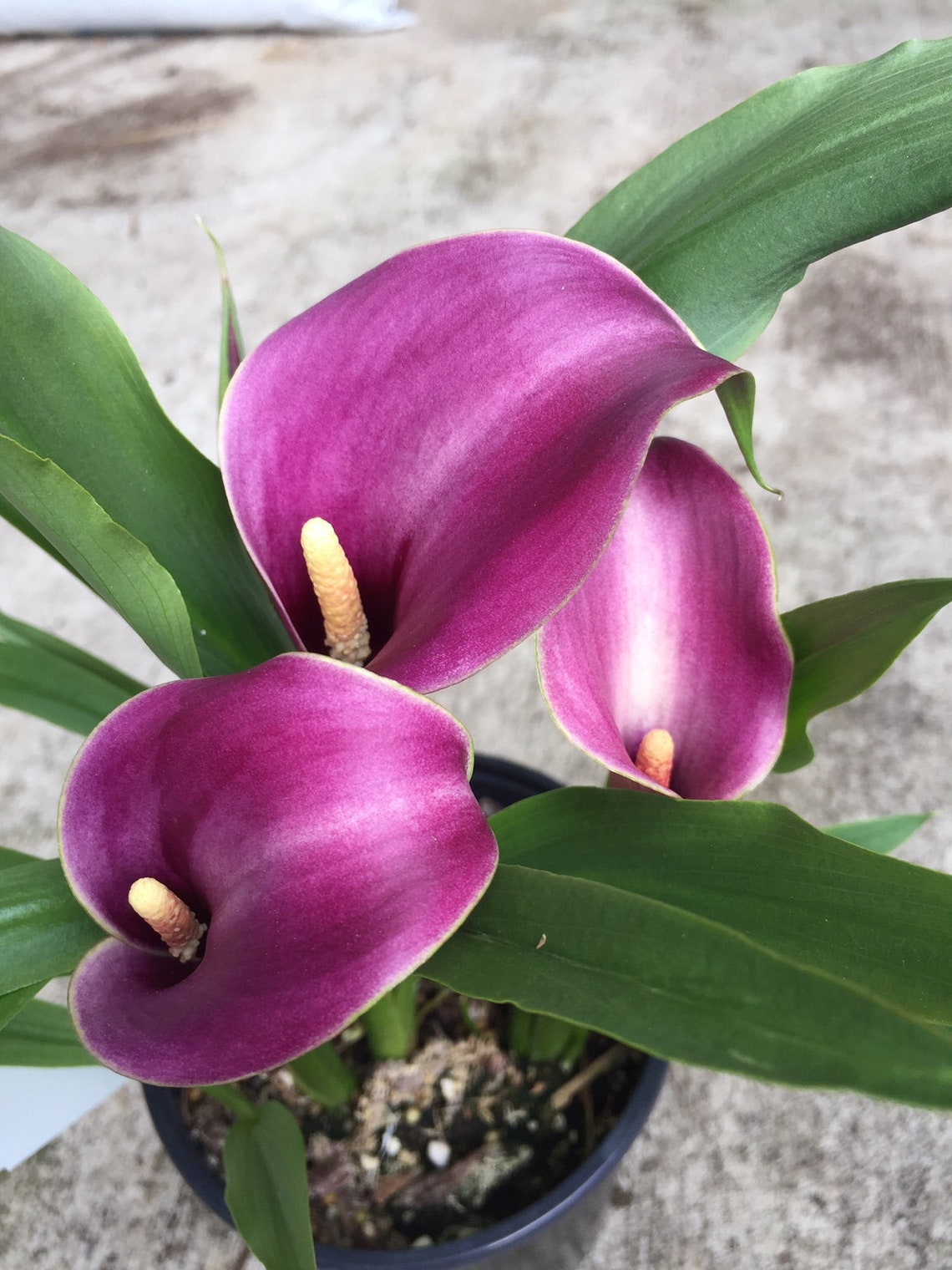 Calla Lily Grape Velvet Purple | Etsy